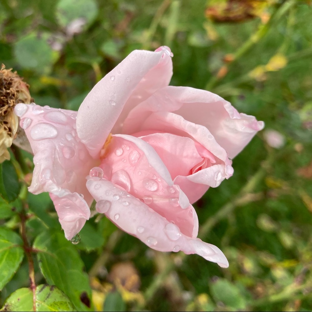 Meet your Posher, Charity